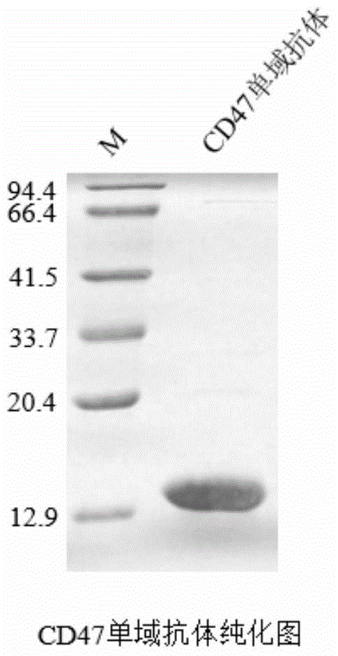 Single-domain antibody for CD47