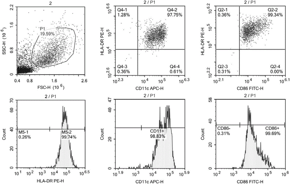 Tumor specific target and application thereof in preparing preparation for cellular immunotherapy