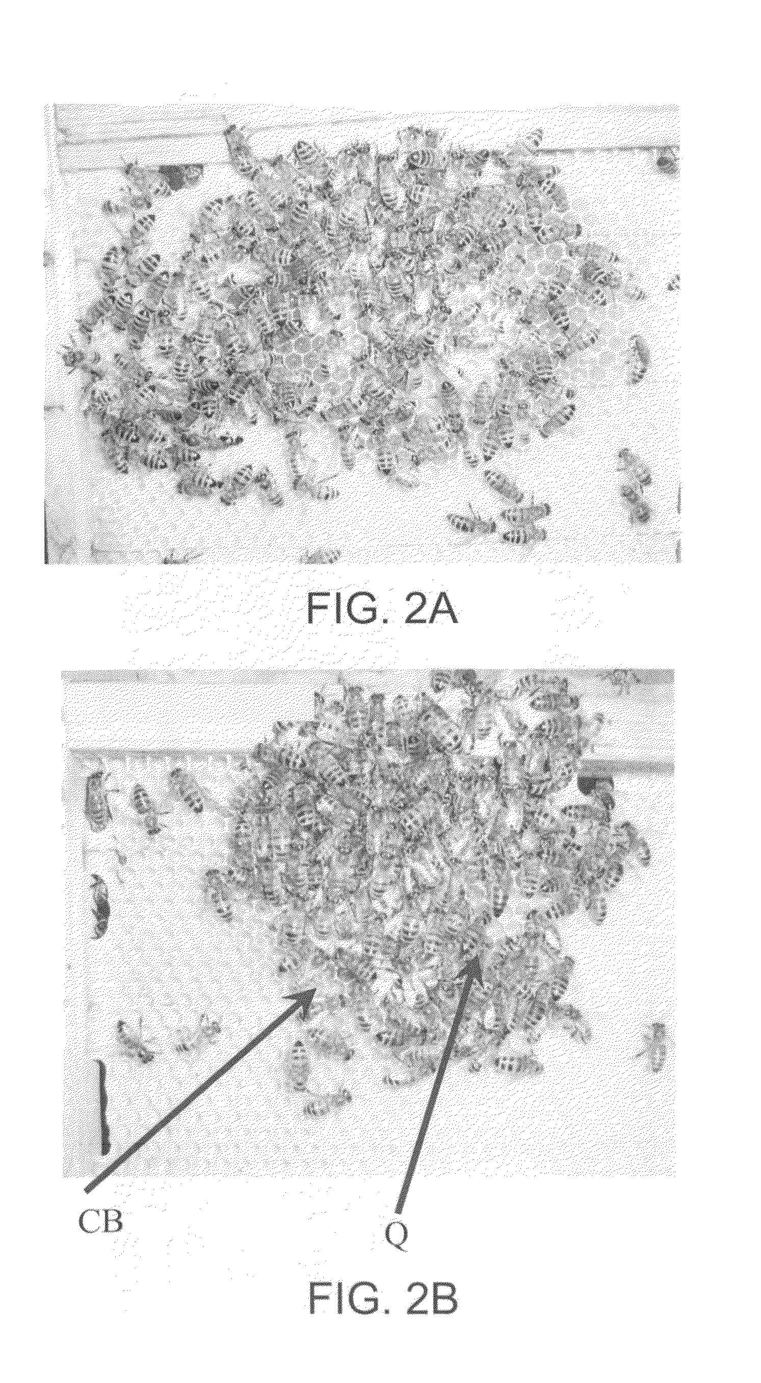 Compositions for conferring tolerance to viral disease in social insects, and the use thereof