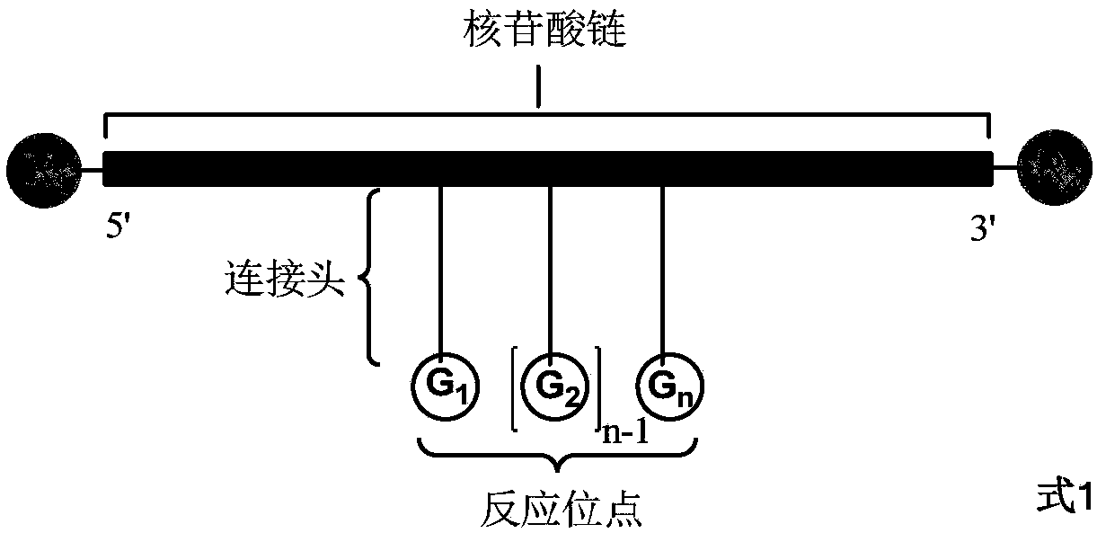 Method for preparing DNA coding compound library, initial head fragment compound and prepared DNA coding compound