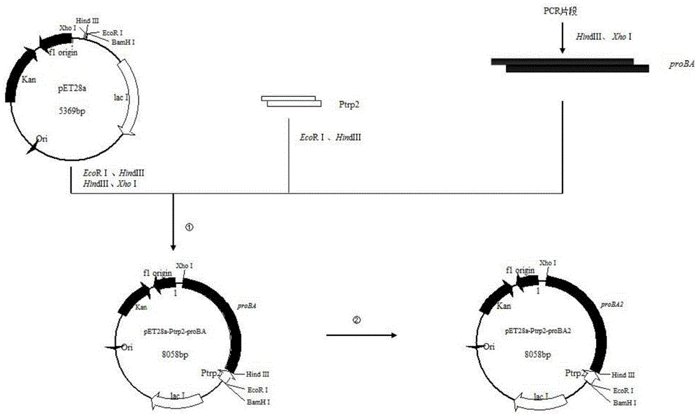 Method for fermentation production of L-proline by utilizing recombinant Escherichia coli