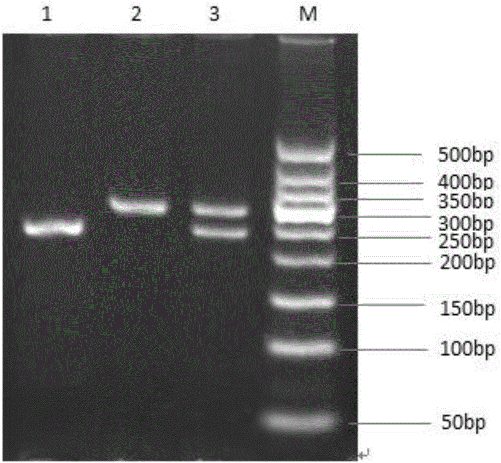 Method for identifying polymorphism of human breast cancer genes BRCA1 rs8176318 by aid of NsiI