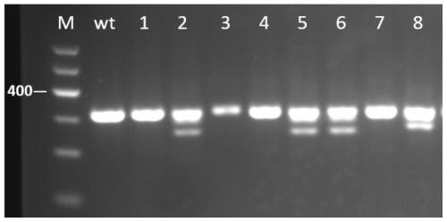 Method for breeding adgrf3b gene deletion zebra fish by gene knockout