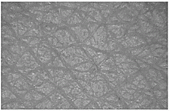 A skin block mass based skin texture evaluating device and evaluating method