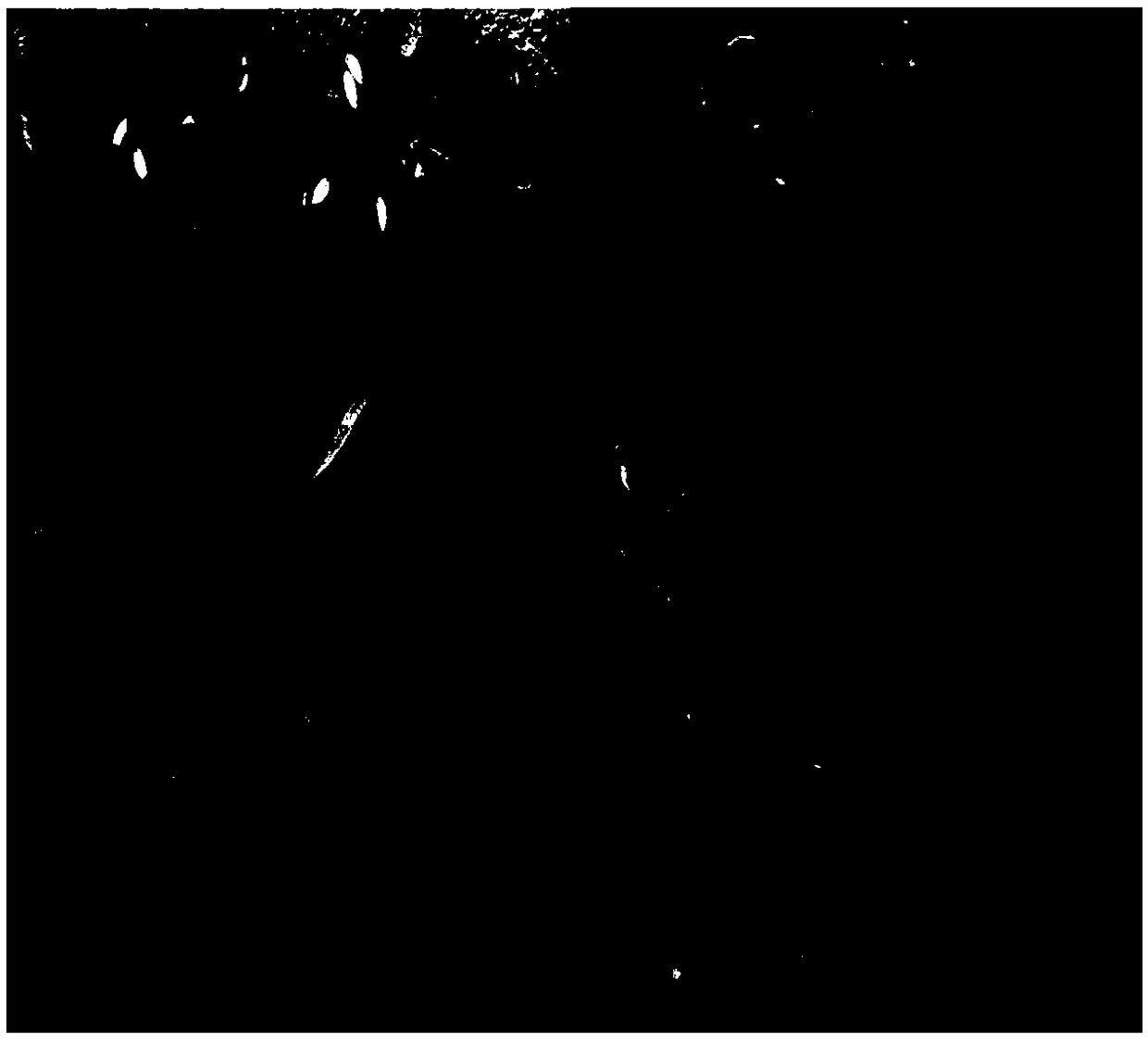 Establishing and screening analysis method for panicum miliaceum EMS mutant library