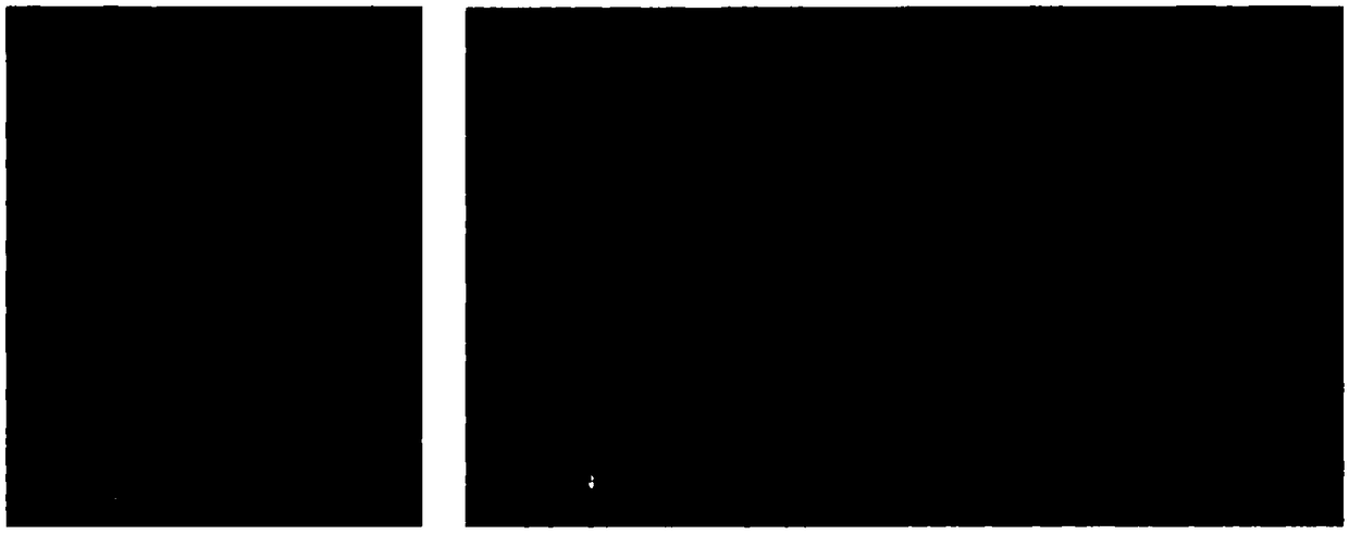 Establishing and screening analysis method for panicum miliaceum EMS mutant library