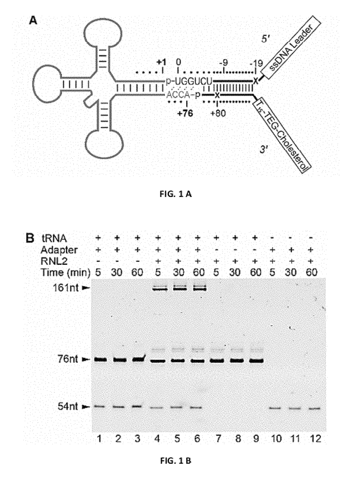 Molecular adapter for capture and manipulation of transfer RNA