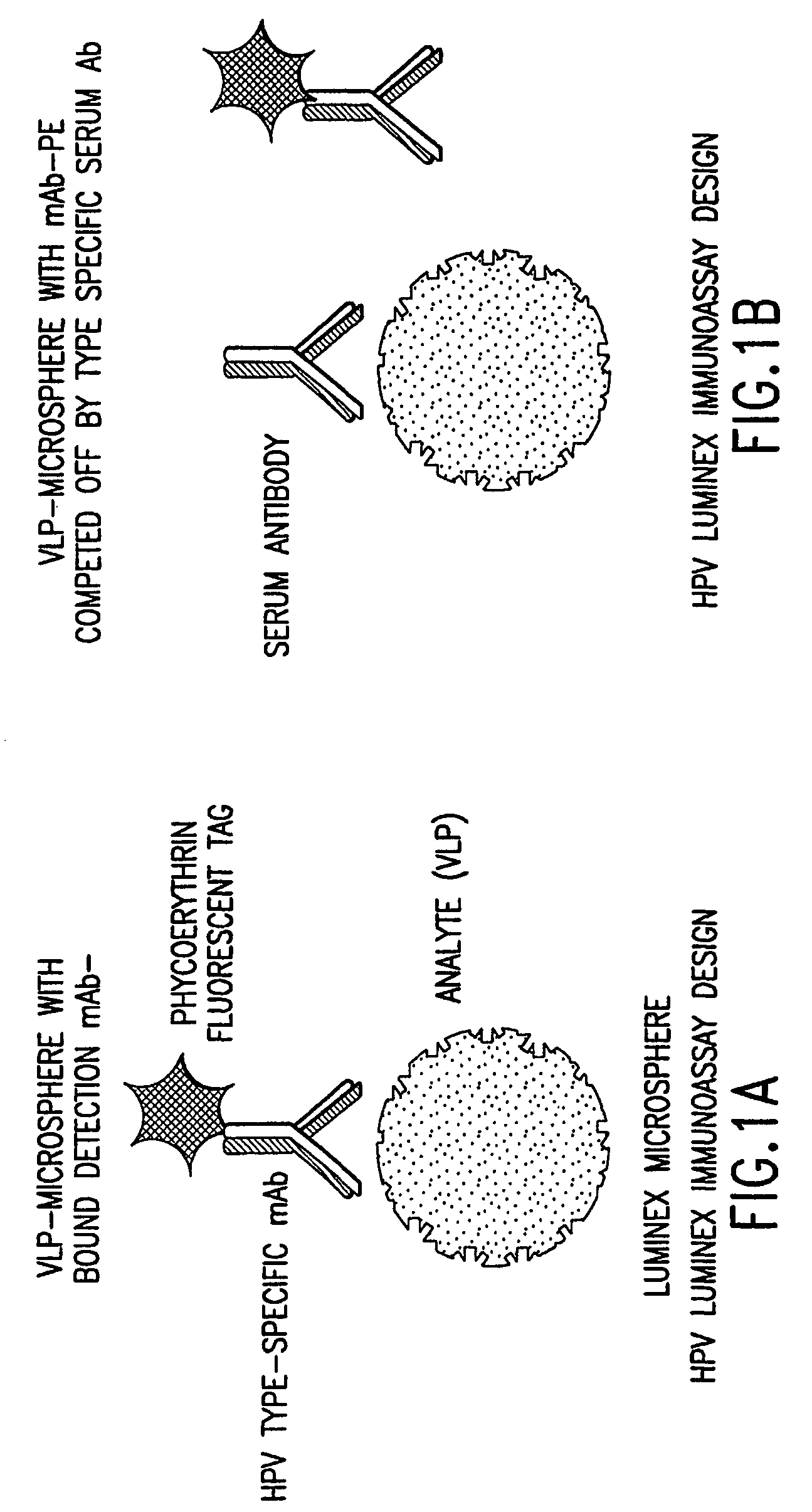Human papillomavirus multiplexed assay