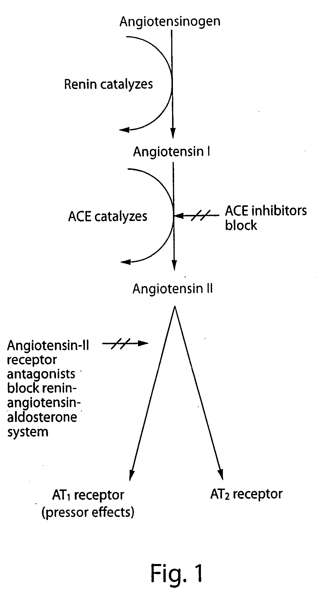 HMGCoA reductase inhibitor-angiotensin converting enzyme inhibitor compounds