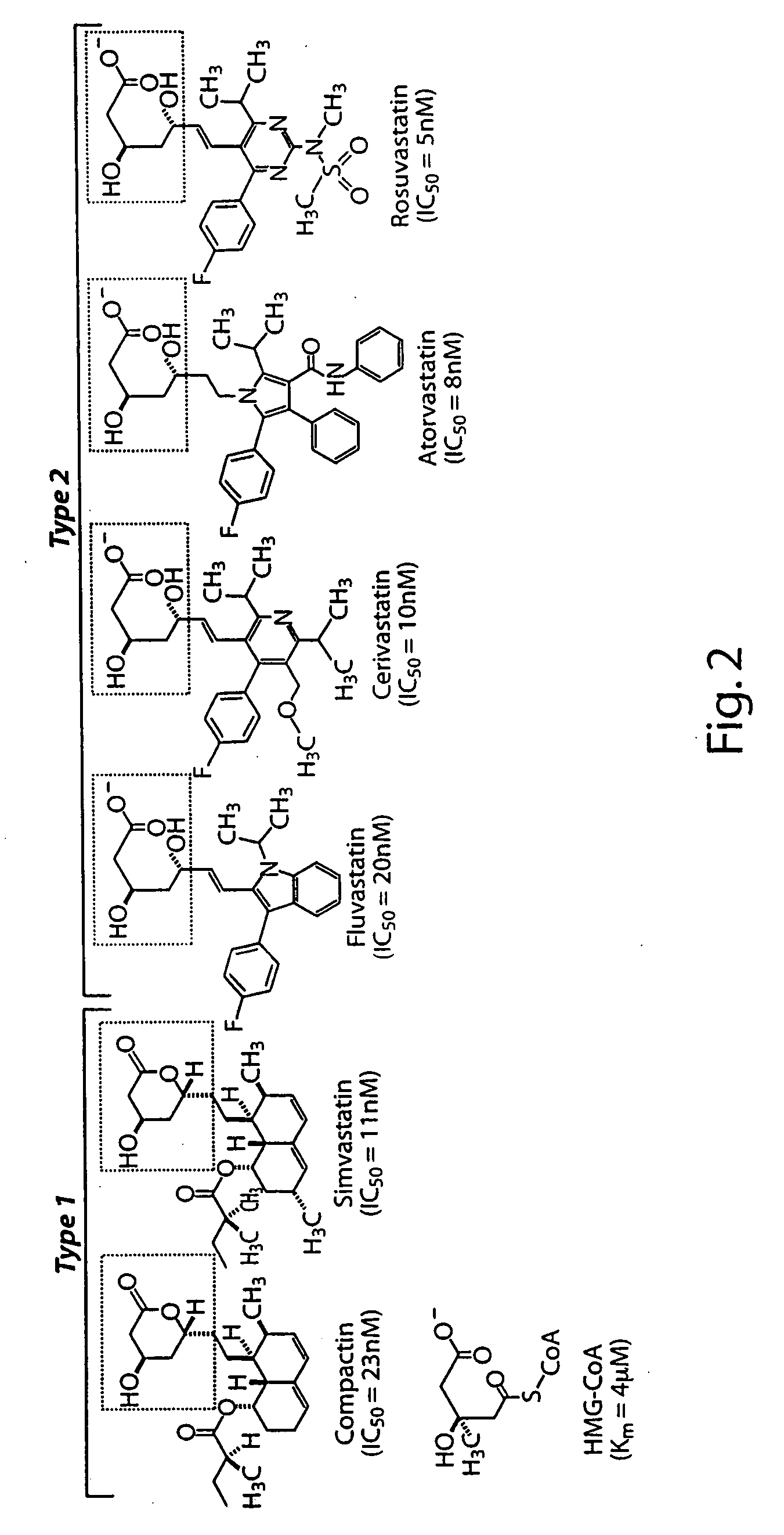 HMGCoA reductase inhibitor-angiotensin converting enzyme inhibitor compounds