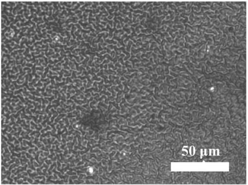 Method for regulation of surface morphology based on change of polypyrrole polymerization time