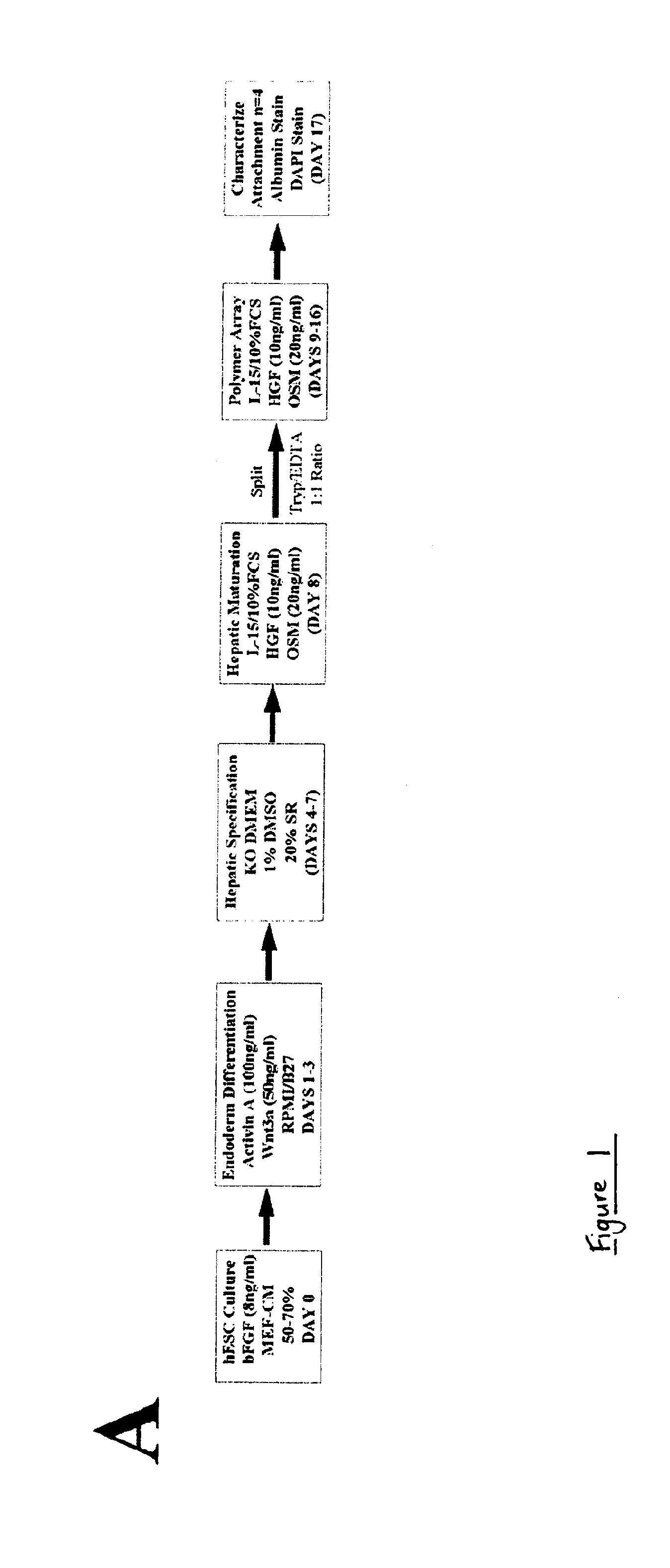 Polymers for growing cells