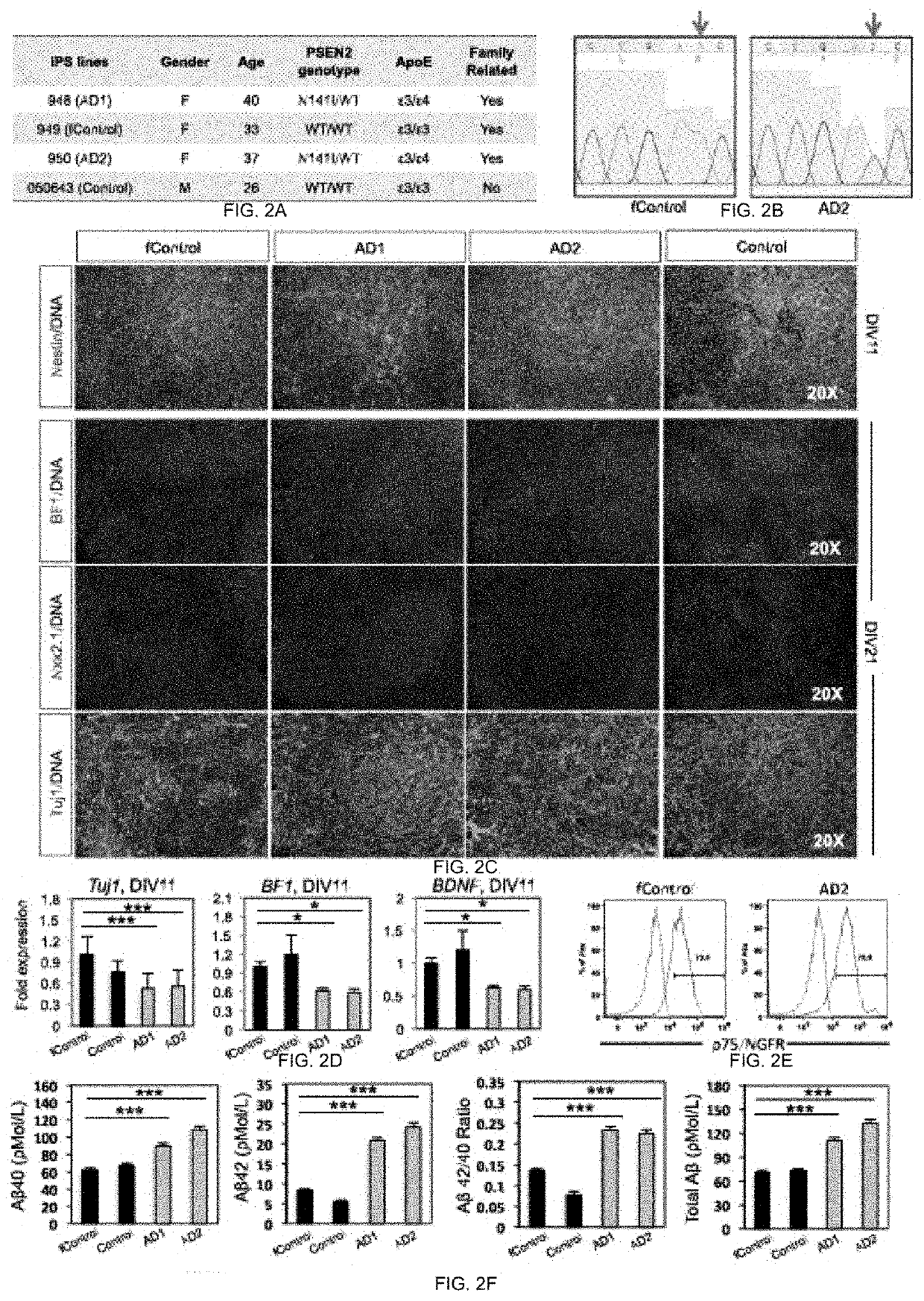 METHOD AND COMPOSITION FOR GENERATING BASAL FOREBRAIN CHOLINERGIC NEURONS (BFCNs)