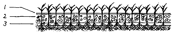 Organic soilless lawn blanket and rapid producing method thereof