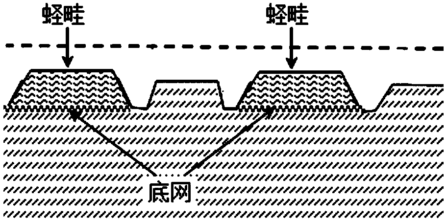 Bottom netting laid culture method for sinonovacula constricta