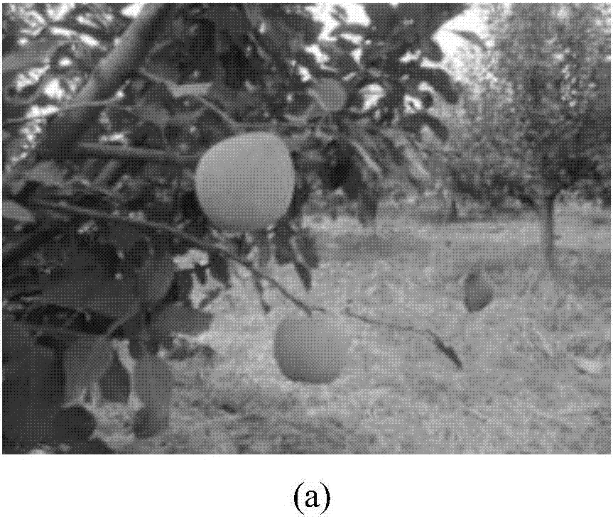 Recognition and location method for apple on tree based on TOF camera