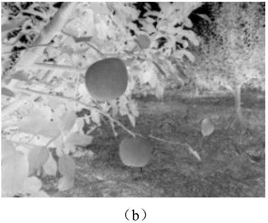 Recognition and location method for apple on tree based on TOF camera