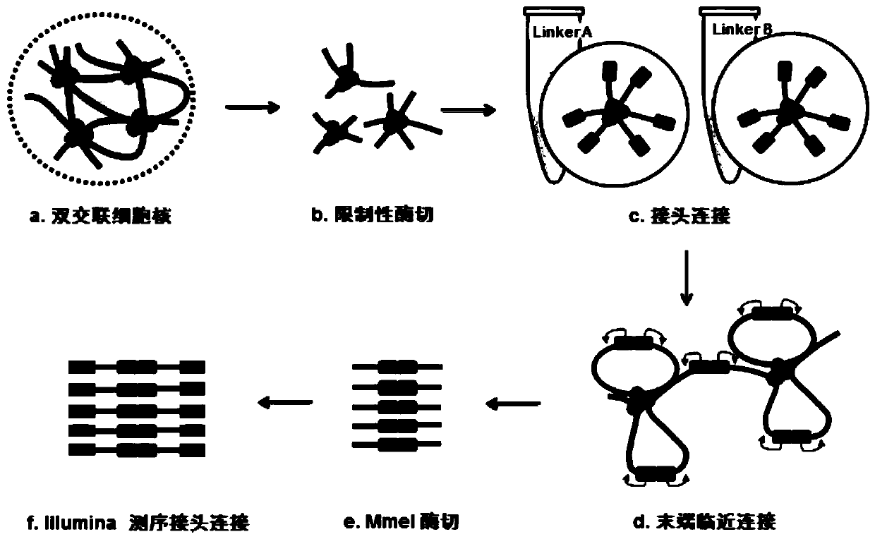 dlo Hi-C chromosome conformation capture method