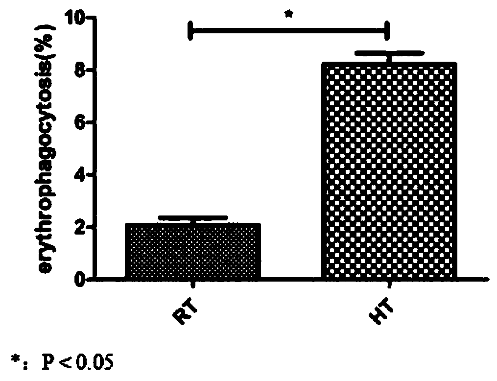 Method for detecting red blood cell phagocytosis and distribution in body based on 18F-FDG