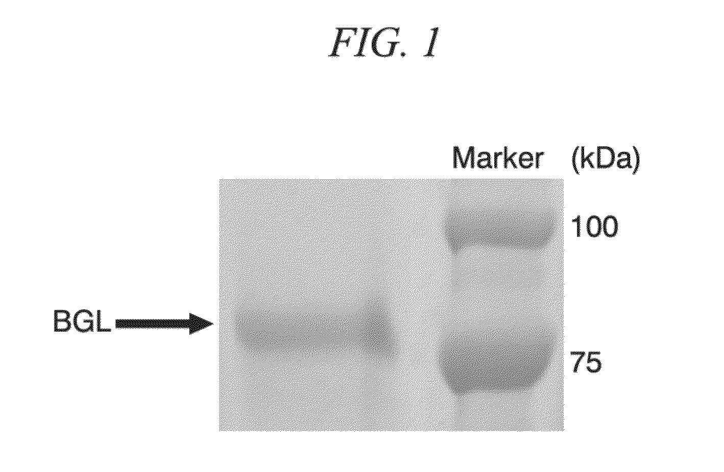 Beta-glucosidase