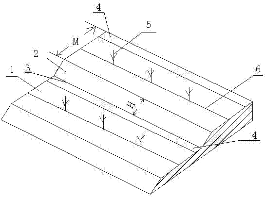 Minimum-tillage and no-tillage mulching cultivation method of lemon orchard