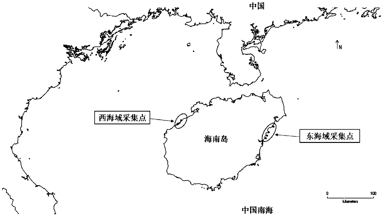 A method for establishing technical indicators of coral free and endoparasitic symbiodinium abundance and coral bleaching warning coefficient h