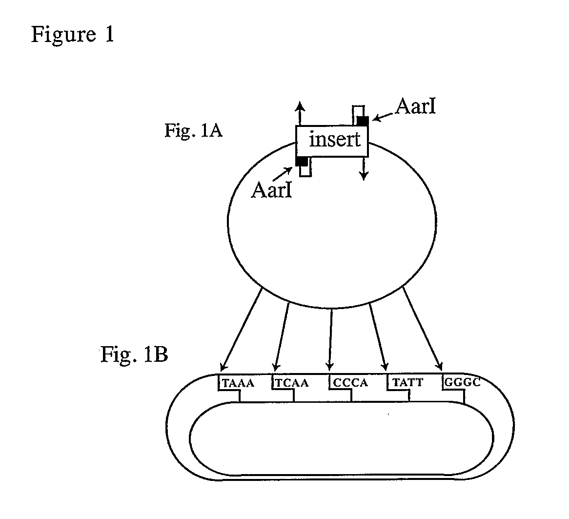 Vectors And Methods For Genetic Immunization