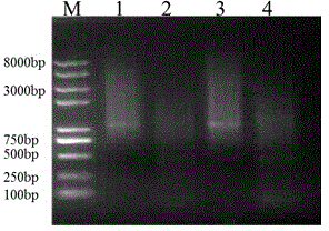 Plant nutrition storage protein (GmVSPB) gene