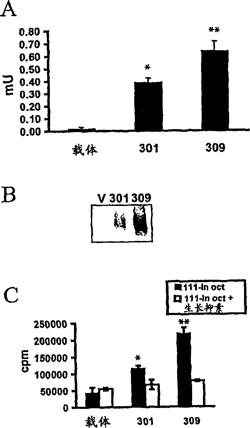 Methods and composition related to in vivo imaging of gene expression