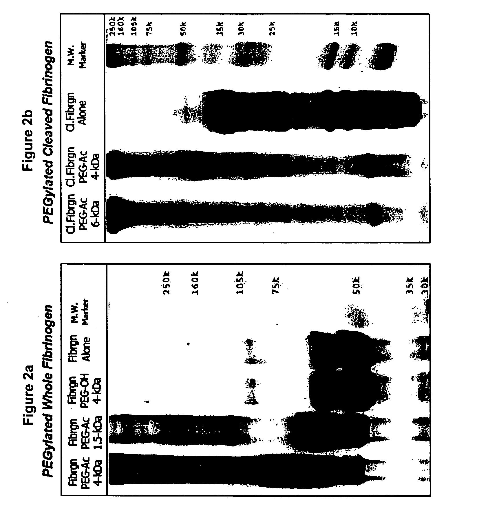Matrix composed of a naturally-occurring protein backbone cross linked by a synthetic polymer and methods of generating and using same