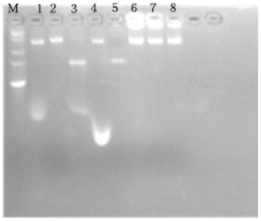 A nucleic acid remover