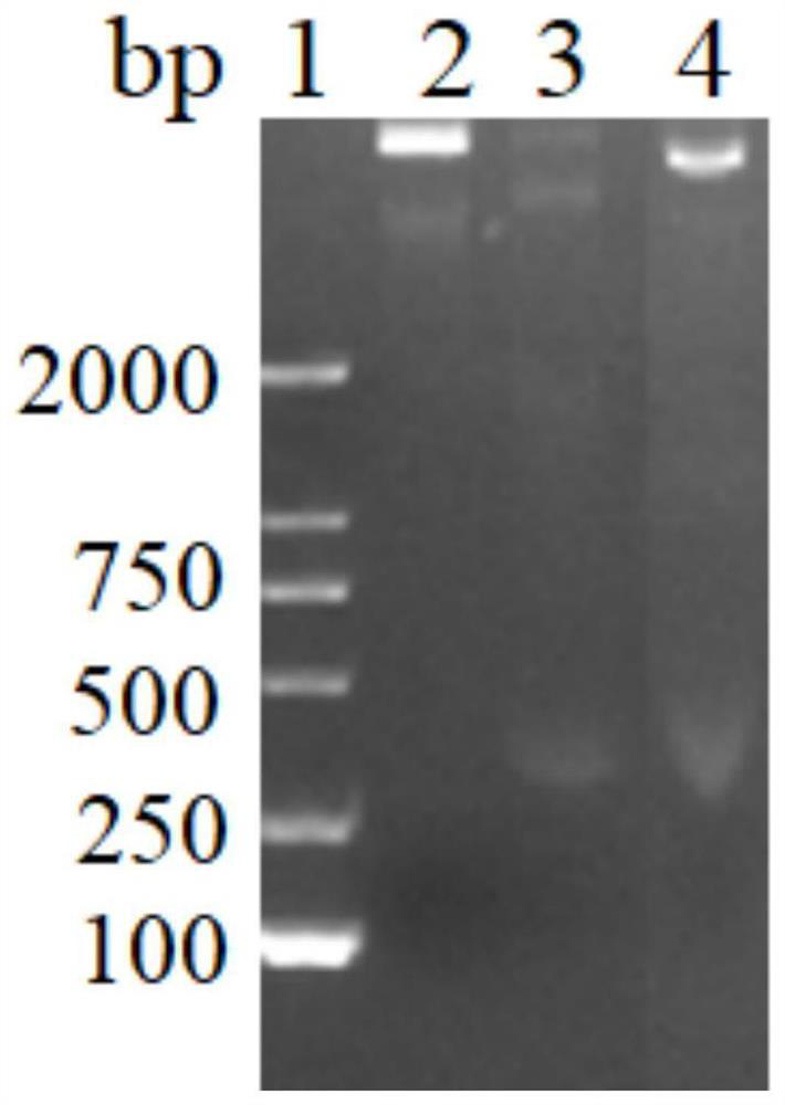 A nucleic acid remover