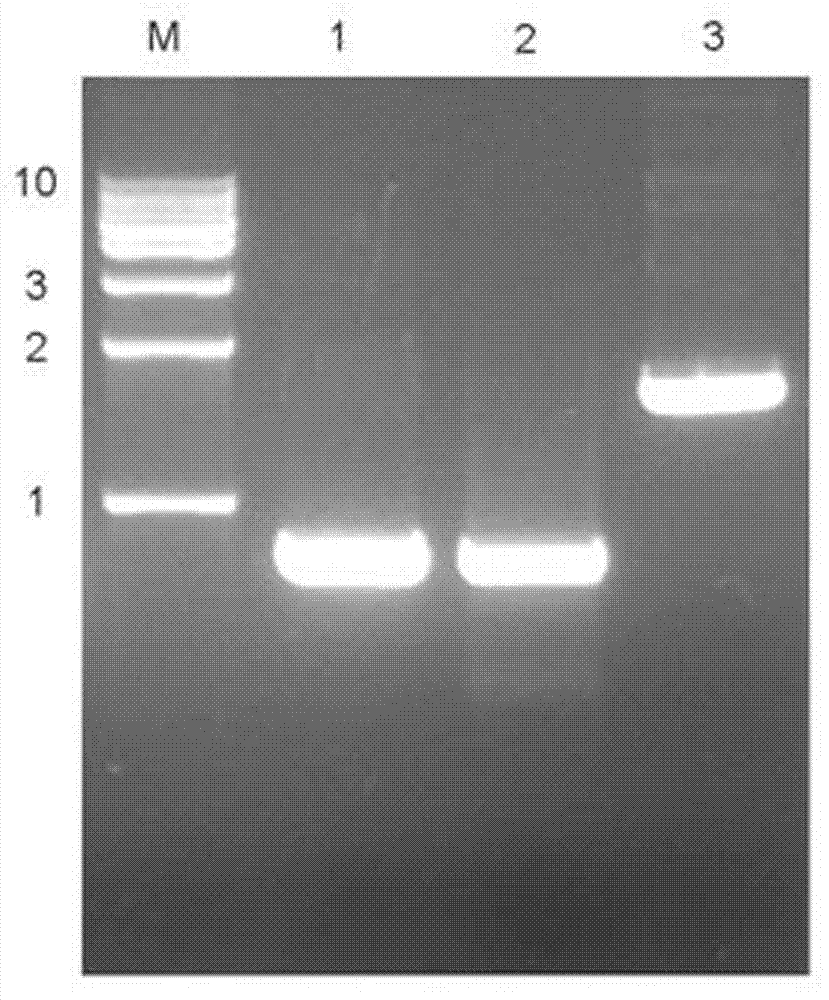 Chimeric antigen receptor iRGD-scFv (G250)-CD8-CD28-CD137-CD3zeta and application thereof