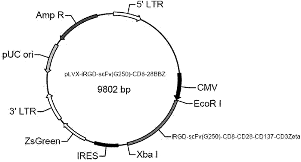 Chimeric antigen receptor iRGD-scFv (G250)-CD8-CD28-CD137-CD3zeta and application thereof