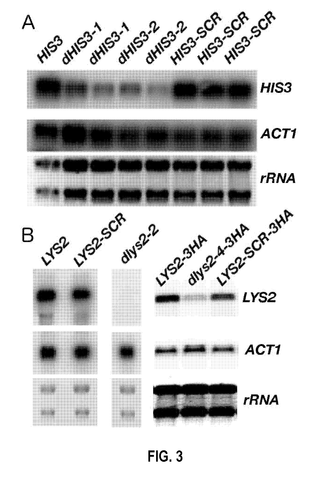 Modified protein encoding sequences having increased rare hexamer content