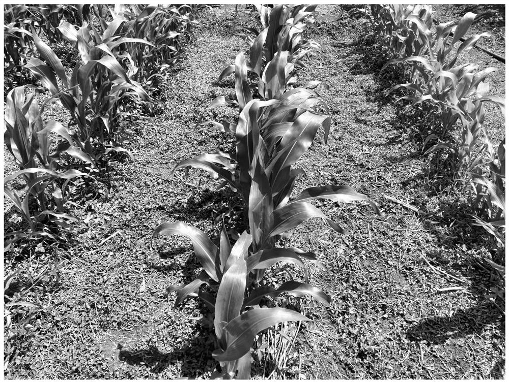 Cultivation method for resource utilization and green control of weeds in corn field