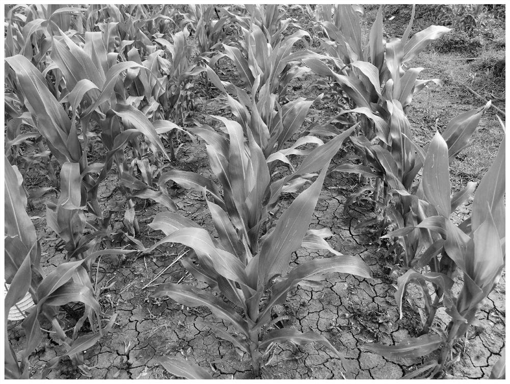 Cultivation method for resource utilization and green control of weeds in corn field