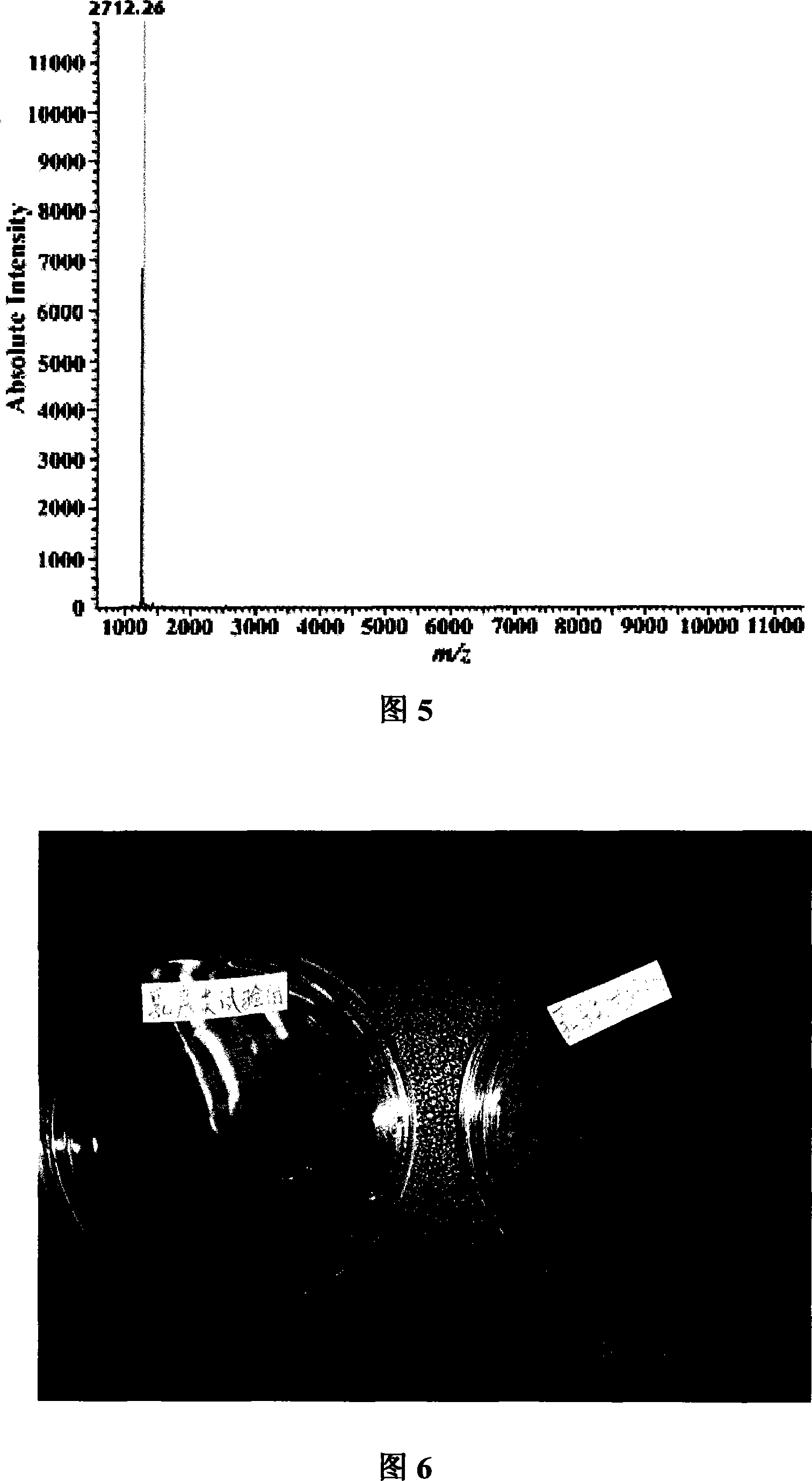 Ascidian antibacterial peptide, precursor peptide, coding gene and use thereof