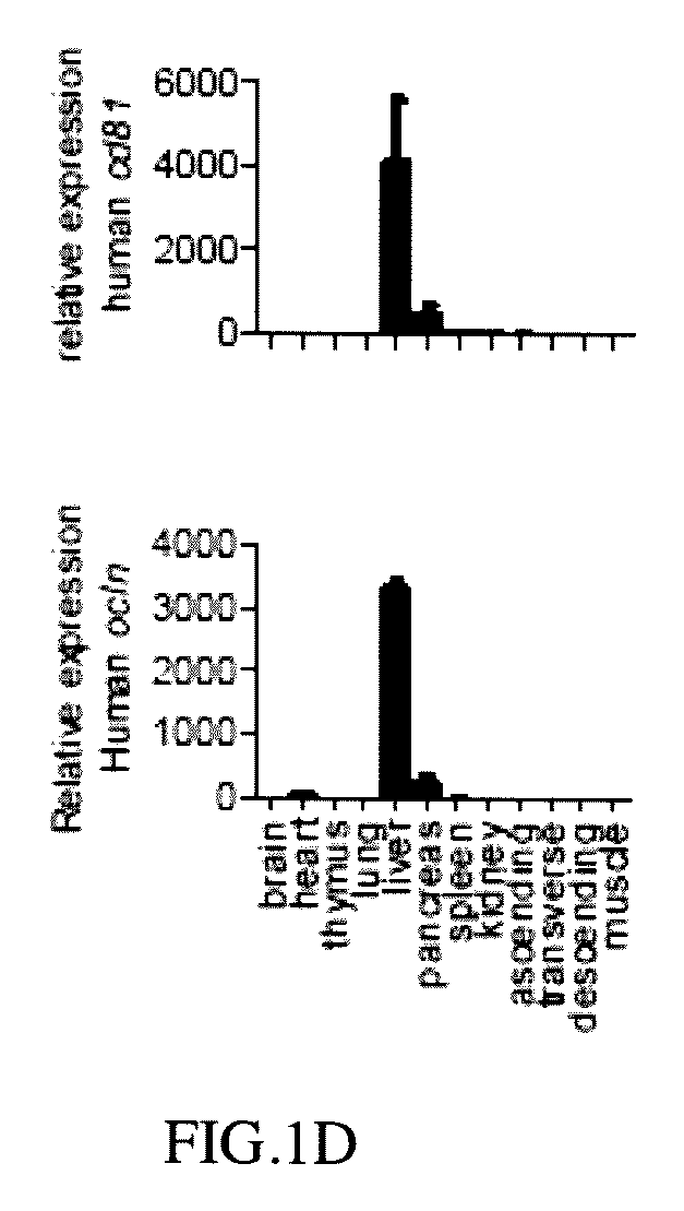 <i>CD81 </i>and <i>OCLN </i>double transgenic mouse and its construction methods