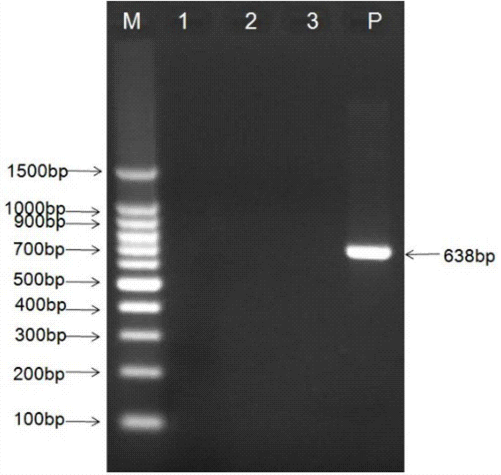 Fourteen-food-borne pathogenic bacterium multiplex PCR detection primer set and kit