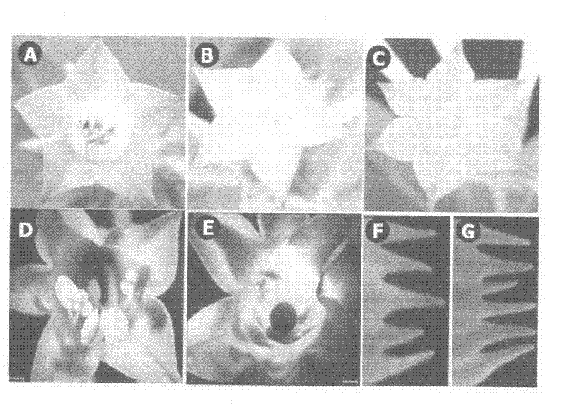 Soybean MADS-box gene and applications thereof in floral organ modification