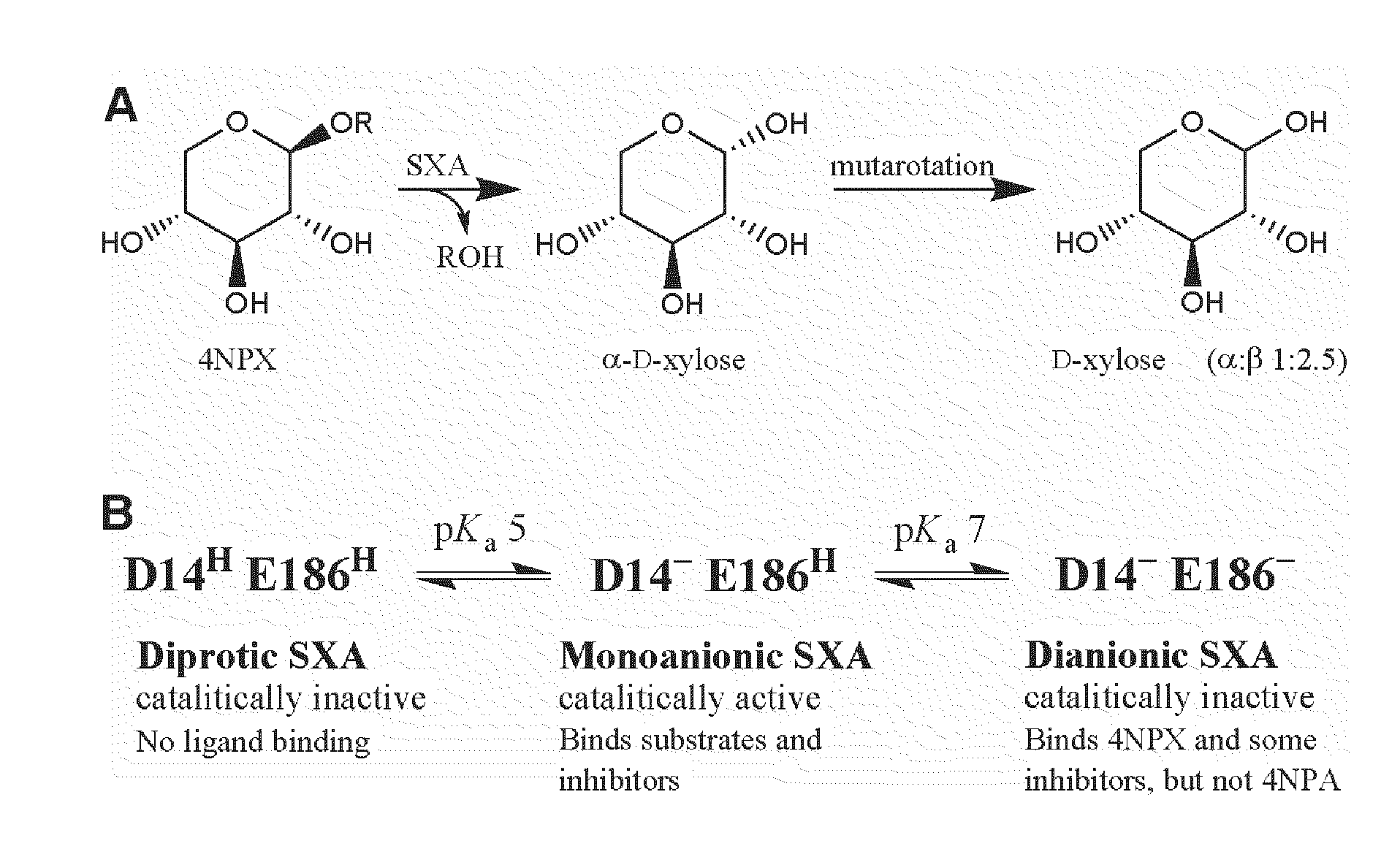 Beta-xylosidase for conversion of plant cell wall carbohydrates to simple sugars