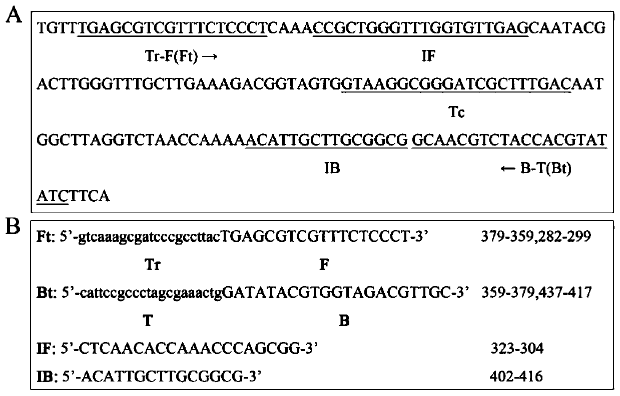 Kit for rapidly detecting candida albicans