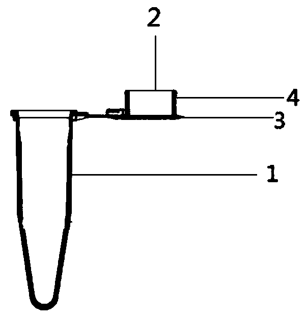 Kit for rapidly detecting candida albicans