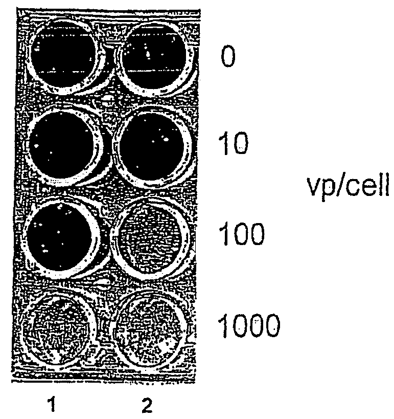 Methods and compositions for cancer therapy using a novel adenovirus