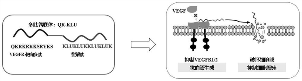 VEGFR (vascular endothelial growth factor receptor) targeting cracking peptide conjugate and application thereof