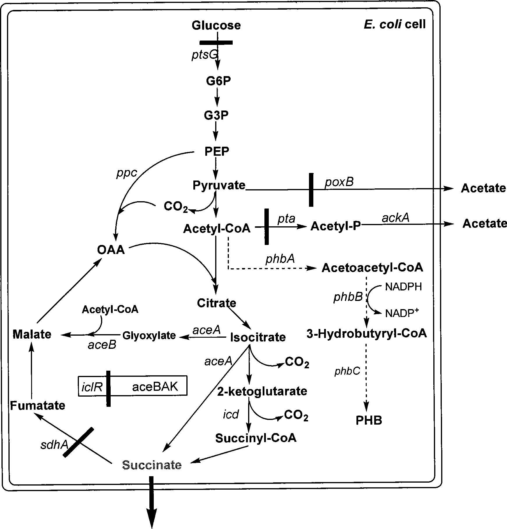 Method for coproducing succinic acid and poly beta-hydroxybutyrate using recombination of escherichia coli
