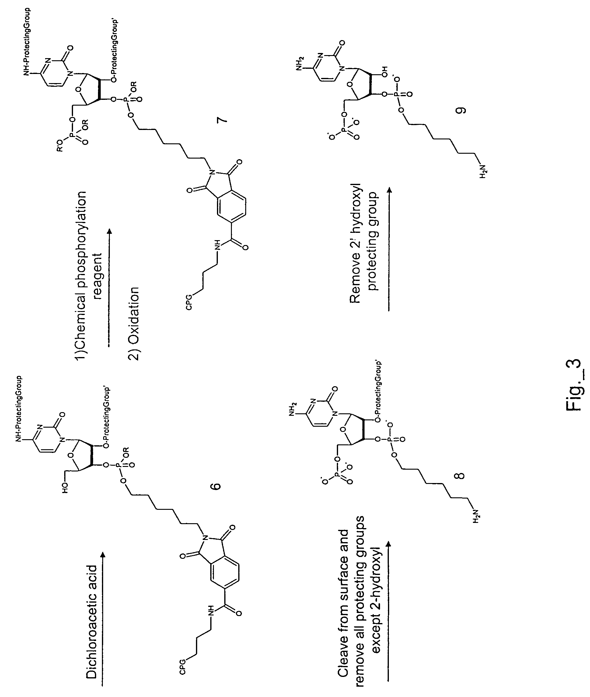 Labeled nucleotide composition