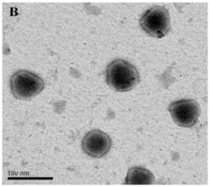 A dendritic polymer drug delivery system with high tumor recognition and environment-responsive drug release capabilities and its construction method