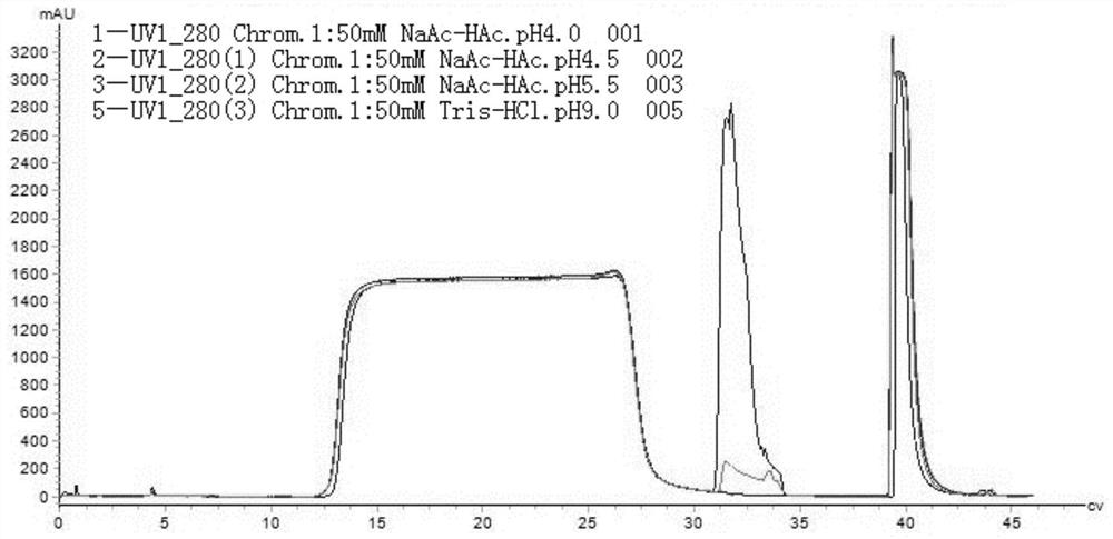 An affinity purification process for removing host cell protein content